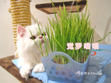 全国包邮 顶级猫草种子 超完整优质种植猫草套装（全套）送猫薄荷