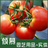 倾慕园艺 省农科院蔬菜种子 新星101番茄种子 20粒装 果大肉厚