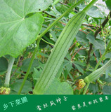 春播老品种非转基因食用香丝瓜蔬菜种子可留种四季盆栽阳台易种菜
