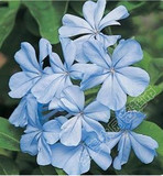 进口蓝雪花种子 超凡 花多大 花色纯正 PanAmerican泛美 5粒