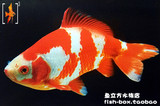 日本和金 懒人鱼 10--20CM左右 冷水观赏鱼 金鱼活体