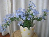 苗树苗蓝冲钻促销雪花=蓝茉莉、稀有盆景花卉植物鲜花
