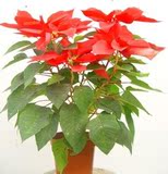 窗台花卉 红红火火 净化空气 圣诞一品红（盆栽植物盆景花卉）