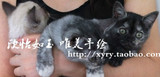 【猫咪余款链接】加菲猫波斯猫英国短毛猫长毛猫纯种品种猫宠物猫