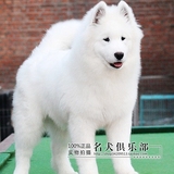 纯种萨摩耶幼犬 纯白色西摩 宠物狗狗出售 微笑天使健康