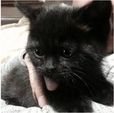 【纯黑无杂色】纯色黑猫萌系小黑猫 纯种孟买猫小黑豹 金瞳罗小黑