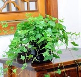 长青藤 盆栽水培植物 常春藤苗 办公室 花卉室内净化空气多种植物
