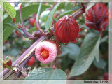 红桃K苗、玫瑰茄苗、补血果、洛神花、天然补血药用苗木种子
