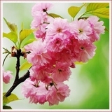 庭院观赏花卉行道树重瓣红樱花日本樱花树苗可盆栽大樱花树包邮