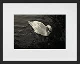 浮图网现代装饰画【黄京】摄影作品《单纯的看-动物园的天鹅》