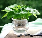 包邮绿萝吊兰盆栽 如水水培植物整套 防电脑辐射 创意办公绿植