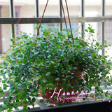 千叶吊兰室内 阳台盆栽绿植盆栽花卉植物吊兰  吸收甲醛 净化空气
