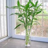 办公室水培绿色植物 富贵竹 转运竹直竹 室内盆栽 水生养花卉