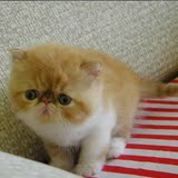 赛级血统 纯种可爱加菲猫红虎斑加白幼猫