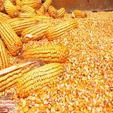 农家自种玉米玉米粒 棒子米 可磨玉米面 动物饲料 500g特价促销