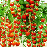 月销万件 家庭盆栽 圣女果 樱桃番茄种子 红玉女西红柿蔬菜春播