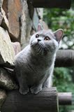 【Anniecat】CFA注册英国短毛猫 蓝色 母【大连Loongwa cattery】