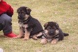 4家养纯种德国牧羊犬幼犬出售 黑背警犬护卫犬 高智商德牧犬e7