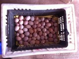 特惠农家散养新鲜土鸡蛋宝宝满月喜蛋礼盒草鸡蛋非鹅蛋鸽子农特产