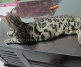 上海本地猫舍纯种孟加拉豹猫/两个半月/纹路清晰 热带草原猫