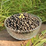 山西特产 农家自产 绿芯 绿仁 豆浆专用 散装大黑豆500g