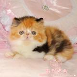 【凯利猫】CFA注册异国短毛猫 纯种加菲宠物 正三花加白异长妹妹
