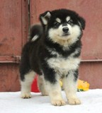 温州纯种/阿拉斯加犬/幼犬/雪橇犬/巨型犬/大型犬/宠物狗狗P