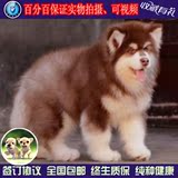 阿拉斯加犬幼犬出售纯种巨型犬阿拉斯加幼犬宠物狗狗家养活体w02