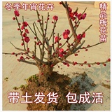 盆栽庭院植物红梅/绿梅/素心腊/美人梅/腊梅/梅花苗多品种选