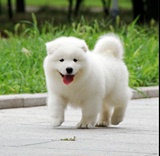 南宁纯种萨摩耶犬宝宝出售纯种澳版萨摩耶幼犬白色宠物狗中型犬a