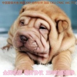 北京出售纯种沙皮犬幼犬赛级血统沙皮狗家养宠物狗狗送货包邮上门
