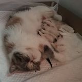 加菲猫宝宝纯种加菲猫宝宝预定