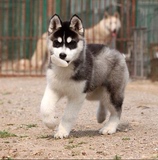 纯种哈士奇幼犬出售 上海哈士奇犬 西伯利亚雪橇犬 欢迎上门选购