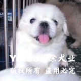 ▉◣会笑的京巴狗狗-京八北京犬-MM犬◢▉幼犬有视频