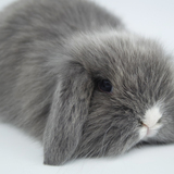 猫侏儒兔全国包邮特价宠物兔子活体迷你垂耳兔宝宝纯色折耳公主猫