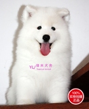精品萨摩耶幼犬出售 纯种萨摩耶犬 宠物狗狗纯种萨摩耶宝宝