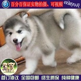 阿拉斯加犬幼犬出售纯种巨型犬阿拉斯加幼犬宠物狗狗家养活体w03