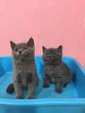 英国短毛猫 幼崽蓝猫 宠物 纯种蓝猫 英短蓝猫 宠物猫活体公母