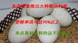 鹅种蛋大种鹅蛋受精蛋鹅蛋可孵化鹅蛋受精率可达90%以上