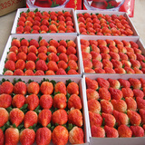 鲜果林新鲜水果空运芳香草莓红颜牛奶草莓香甜奶油草莓冬草莓1盒