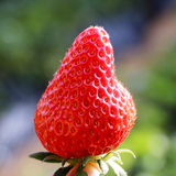 新鲜草莓 奶油草莓 水果  红颜草莓  农家有机 大草莓 现摘现发