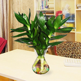 观音竹水养富贵竹办公室内创意盆栽防辐射绿植水培观音竹花卉植物