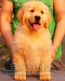 广州 纯种金毛幼犬/中型犬/宠物狗狗/公母有/包健康/送货上门g
