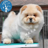 纯种白色松狮幼犬 超可爱宠物狗狗 支持送货上门 北京可来场挑选