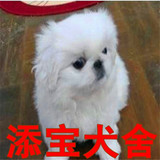 出售纯种京巴犬/北京狗/活体宠物狗狗北京犬幼犬/家庭犬小型犬50