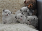 海豹幼猫 纯种美国布偶猫 海豹蓝眼布偶 宠物活体布偶幼猫