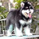 宠物狗纯种血统巨型阿拉斯加犬幼犬活体狗雪橇犬C11