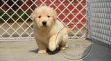 上海宠物狗幼犬专业繁殖赛级金毛犬金毛纯种幼犬金毛幼犬出售20