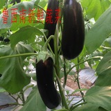 鲁西南农家菜园 新鲜长茄子 黑茄子 茄瓜 有机蔬菜 菏泽同城配送