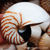 天然海螺贝壳工艺品四大名螺之鹦鹉螺海螺标本螺收藏地中海展示